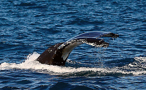 Humpback whale - Megaptera novaeangliae Going for a dive Australia,Eamw marine mammals,Geotagged,Humpback whale,Megaptera novaeangliae