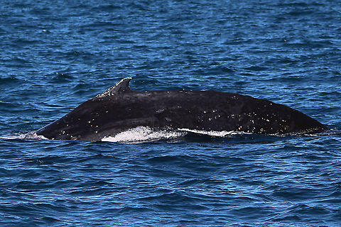 Humpback whale - Megaptera novaeangliae Getting ready for a dive. Australia,Eamw marine mammals,Geotagged,Humpback whale,Megaptera novaeangliae,Winter