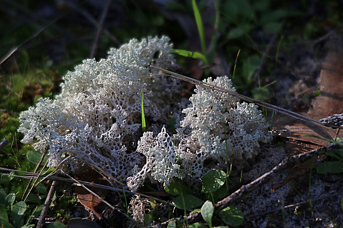 Lacy coral lichen - Cladia ferdinandii The lacy coral lichen is only found in three small colonies and it is considered rare. The Aldinga scrub nature reserve colony of this fascinating lichen is considered the largest of the three colonies in South Australia. Australia,Cladia ferdinandii,Eamw lichen,Fall,Geotagged,Lacy coral lichen