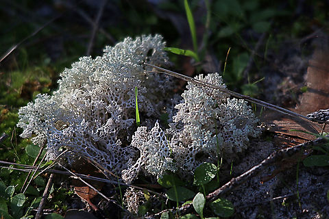 Lacy coral lichen - Cladia ferdinandii The lacy coral lichen is only found in three small colonies and it is considered rare. The Aldinga scrub nature reserve colony of this fascinating lichen is considered the largest of the three colonies in South Australia. Australia,Cladia ferdinandii,Eamw lichen,Fall,Geotagged,Lacy coral lichen