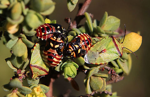 Shield bug nymphs in final instar accompanied by two adults ( Genus - Elasmostethus) . The host plant not identified.  Australia,Eamw shield bugs,Fall,Geotagged