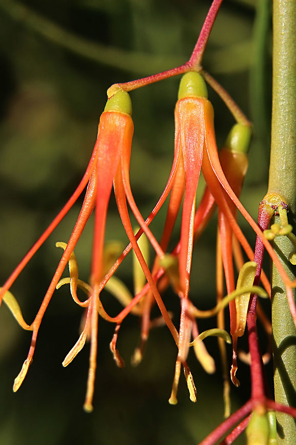 Wireleaf Mistletoe  - Amyema preissii  Amyema preissii,Australia,Eamw flora,Eamw mistletoe,Fall,Geotagged,Lysiana exocarpi,Waitpinga SA,Wireleaf Mistletoe