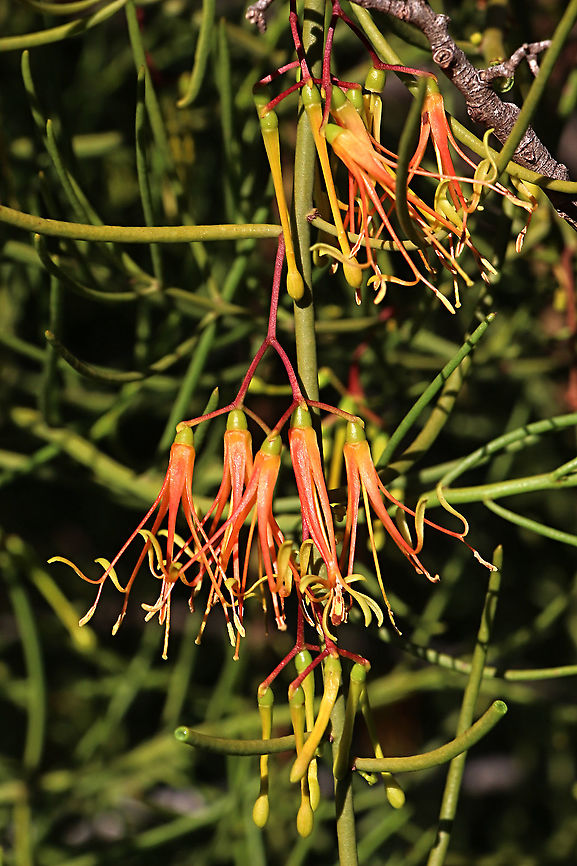 Wireleaf Mistletoe - Amyema preissii  Amyema preissii,Australia,Eamw flora,Eamw mistletoe,Fall,Geotagged,Lysiana exocarpi,Waitpinga SA,Wireleaf Mistletoe