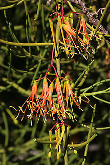 Wireleaf Mistletoe - Amyema preissii  Amyema preissii,Australia,Eamw flora,Eamw mistletoe,Fall,Geotagged,Lysiana exocarpi,Waitpinga SA,Wireleaf Mistletoe