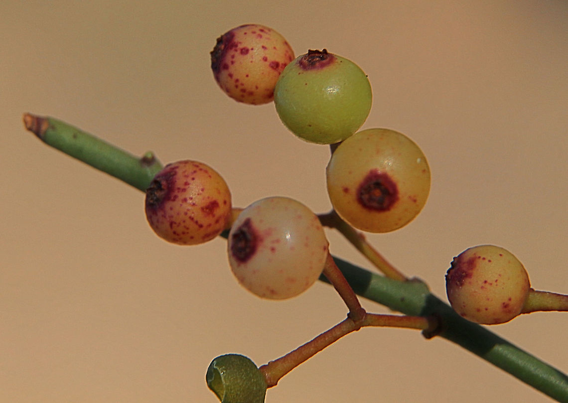 Wireleaf Mistletoe - Amyema preissii  Amyema preissii,Australia,Eamw flora,Eamw mistletoe,Fall,Geotagged,Lysiana exocarpi,Waitpinga SA,Wireleaf Mistletoe