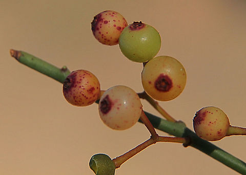 Wireleaf Mistletoe - Amyema preissii  Amyema preissii,Australia,Eamw flora,Eamw mistletoe,Fall,Geotagged,Lysiana exocarpi,Waitpinga SA,Wireleaf Mistletoe