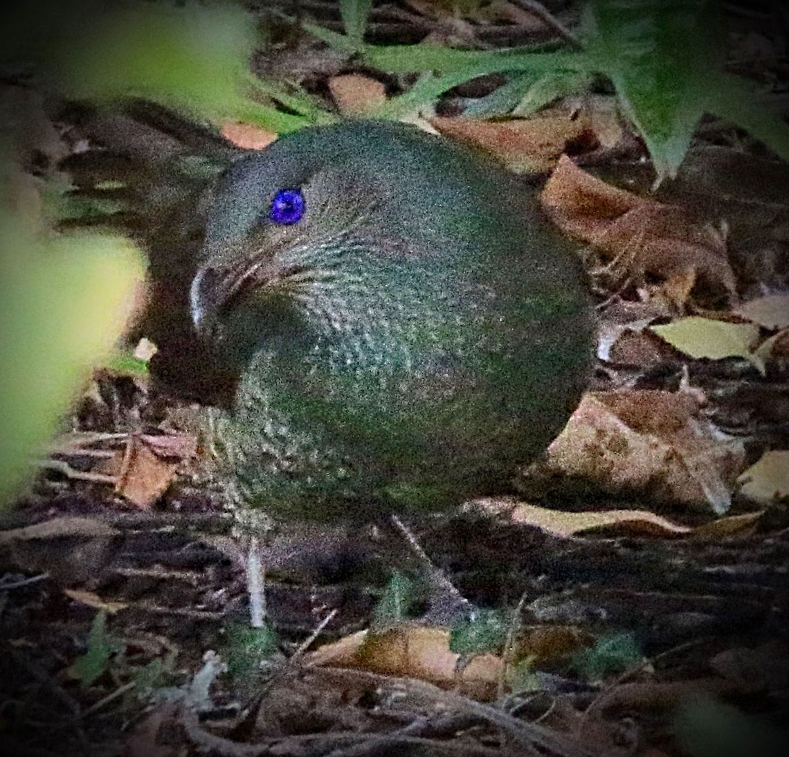 Female Satin bowerbird  - Ptilonorhynchus violaceus Female inspecting a nesting site chosen by her partner. Not the best photo but better then nothing. Australia,Eamw birds,Geotagged,Ptilonorhynchus violaceus,Satin Bowerbird