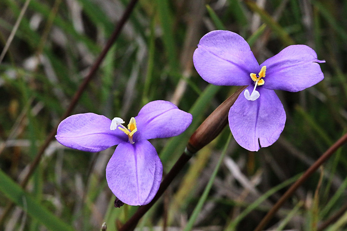 Purple flag iris - Patersonia occidentalise  Australia,Eamw flora,Geotagged,Patersonia occidentalis,Patersonia occidentalise,Spring