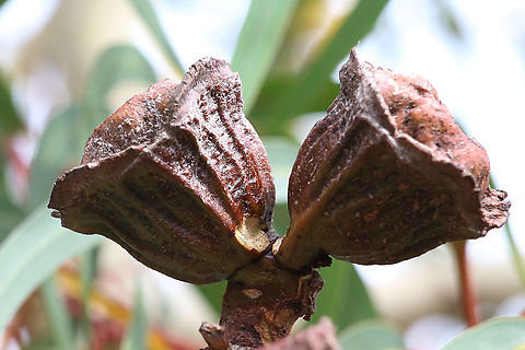 Ripe seed pots of red-capped eucalyptus - Eucalyptus erythrocytes Seed pods will open up in late spring and somer ,once temperatures get warmer. Australia,Eamw eucalyptus,Eamw flora,Eucalyptus erythrocorys,Fall,Geotagged,Illyarrie