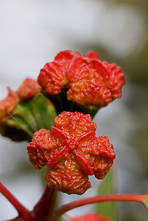 Red-capped eucalyptus- Eucalyptus erythrocorys Unripe seed pods covered with red cap Australia,Eamw flora,Eucalyptus erythrocorys,Fall,Geotagged,Illyarrie
