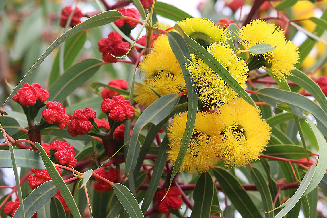 Red - capped gum - Eucalyptus erythrocorys Named after its red seed pot covering. A very showy eucalyptus species native to Western Australia but planted in other states as an ornamental tree. Australia,Eamw eucalyptus,Eamw flora,Eucalyptus erythrocorys,Fall,Geotagged,Illyarrie