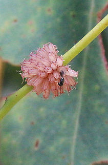 A  cluster of insect eggs ( unidentified) being inspected by a parasitic wasp.  Australia,Eamw invertebrates,Geotagged,Summer