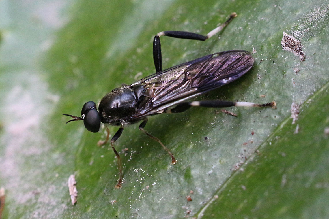 Garden soldier fly - Exaireta spinigera  Exaireta spingera,Exaireta spinigera,eamw flies