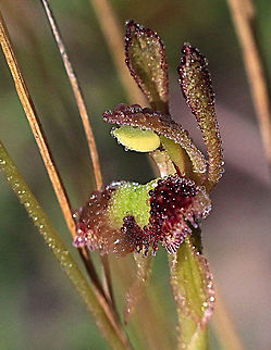 Fringed hare orchid