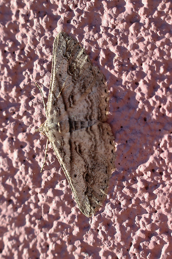 Gastrinodes bitaeniaria Sorry that the moth chose the wrong background to sit on.<br />
It is a very variable species and can be confusing. The host plant for the caterpillar is bracken fern. Australia,Eamw moth,Gastrinodes bitaeniaria,Gastrinodes ew,Geotagged,Summer
