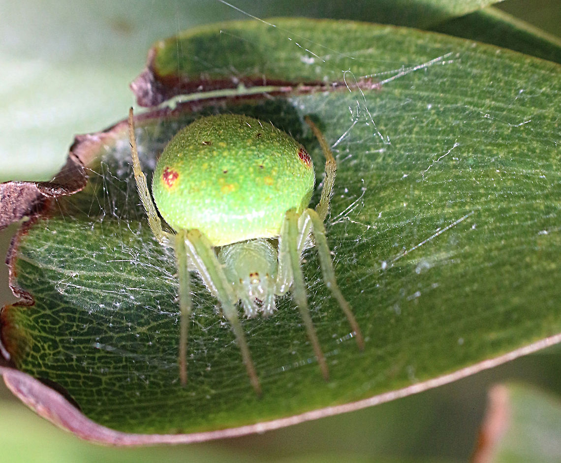 Eriophora circulissparsus This species is active at night and during the day it relies on its camouflage ability.<br />
This specimen was found on a Acacia longifolia leaf. Araneus circulissparsus,Australia,Eamw spiders,Geotagged,Spring