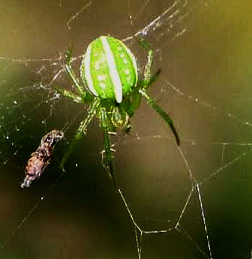Araneus ginninderranus  Araneus ginninderranus,Australia,Eamw spiders,Eamw spiders Orbweavers,Fall,Geotagged,eamw spiders