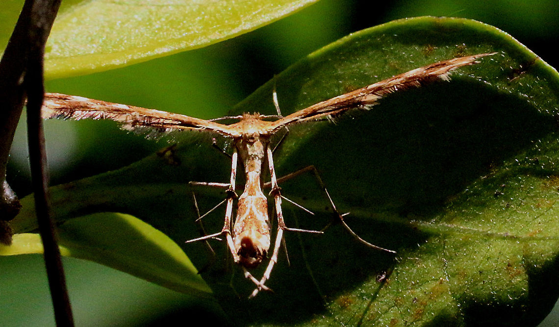 Plume moth - Platyptilia omissalis Dear taxonomists please check the correct naming ,there seem to be some changes . Australia,Eamw moth,Geotagged,Platyptilia ew,Platyptilia omissalis,Sinpunctiptilia emissalis,Spring