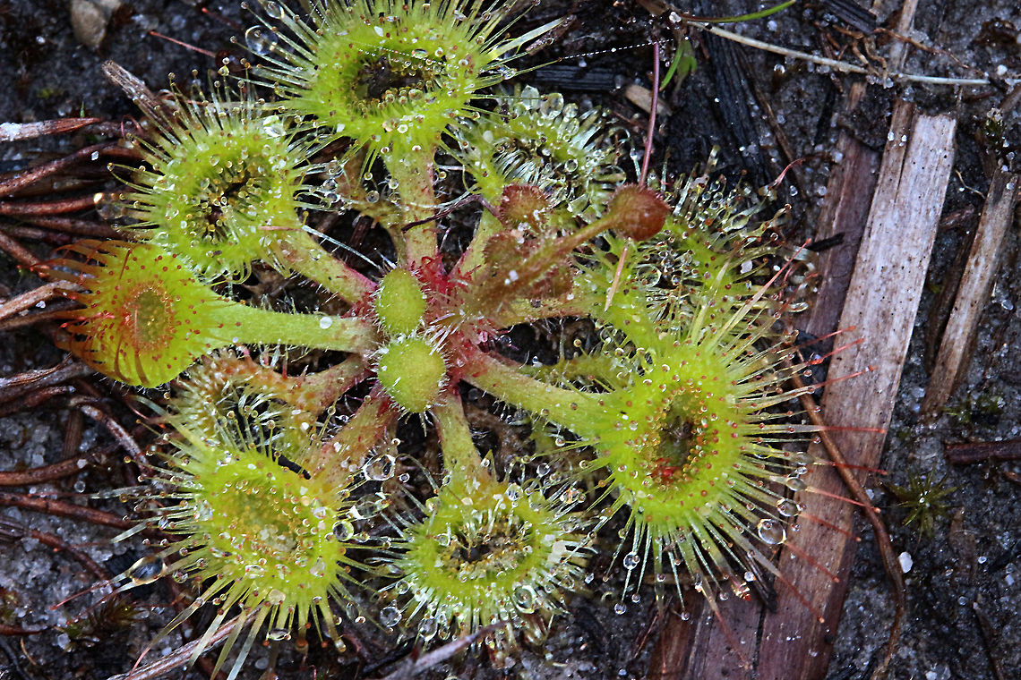 Pimpernel sundew - Drosera glanduligera  Australia,Drosera glanduligera,Eamw flora,Eamw sundews,Geotagged,Pimpernel sundew,Winter
