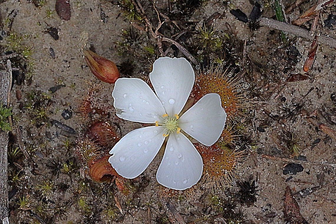 Drosera whittakeri flowering. Drosera whittakeri is a very variable species and comes in green to red and mixed colours  Australia,Drosera whittakeri,Eamw flora,Geotagged