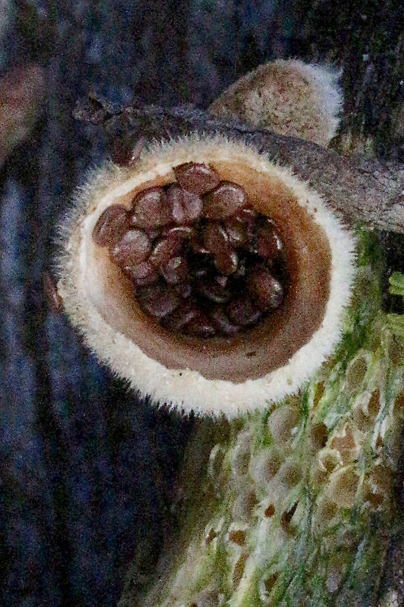 Nidula emodensis Very easy to identify, thank you Mark for your uploading your image last week. Australia,Eamw fungi,Geotagged,Nidula emodensis,Winter