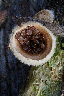 Nidula emodensis Very easy to identify, thank you Mark for your uploading your image last week. Australia,Eamw fungi,Geotagged,Nidula emodensis,Winter