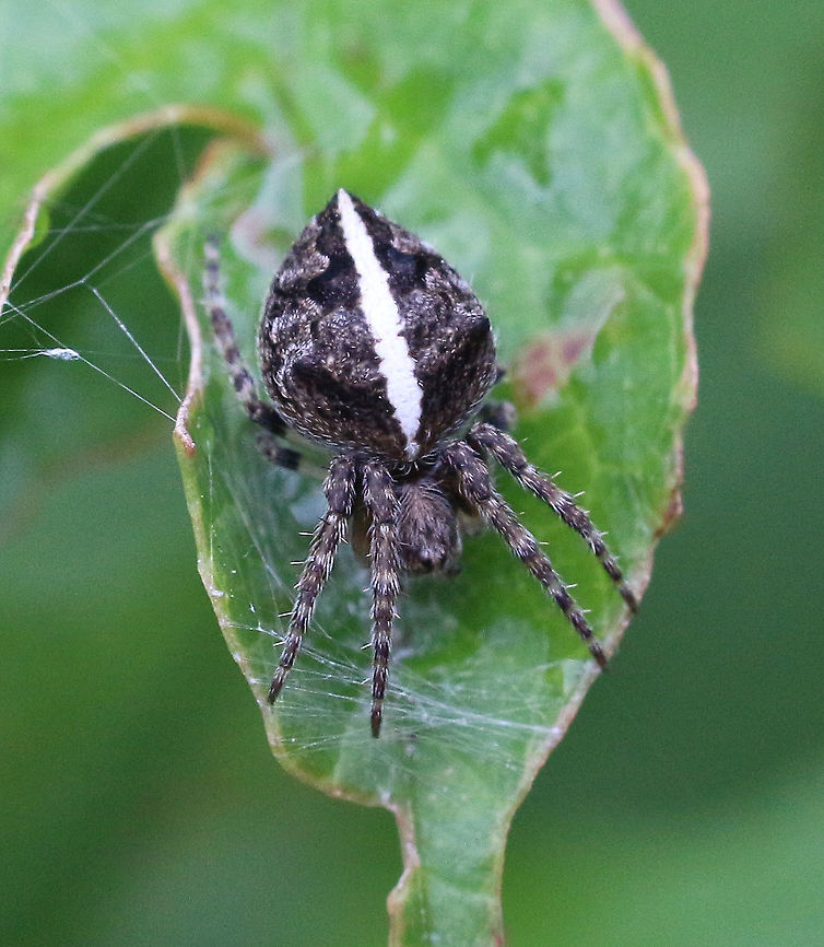 Garden orbweaver Spider - Eriophora transmarina  Australia,Australian garden orb weaver spider,Eamw spiders,Eamw spiders Orbweavers,Eriophora transmarina,Geotagged,Spring