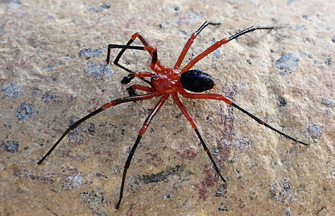 Red and Black spider - Nicodamus peregrines  Australia,Eamw spiders,Geotagged,Nicodamus peregrinus,Red & Black Spider