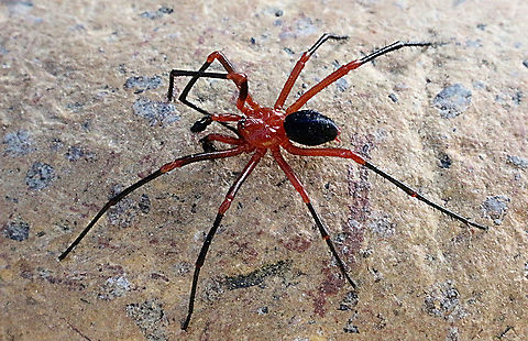 Red and Black spider - Nicodamus peregrines  Australia,Eamw spiders,Geotagged,Nicodamus peregrinus,Red & Black Spider
