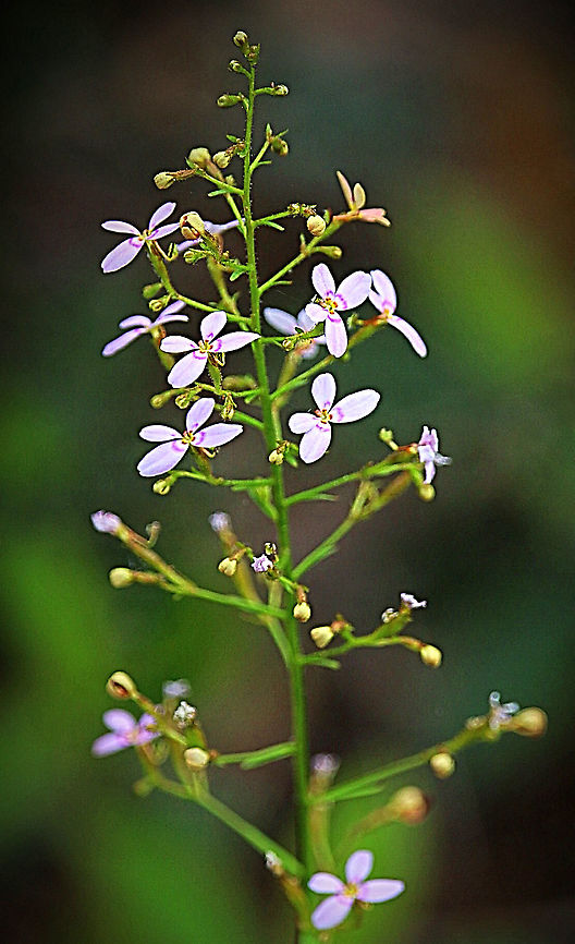Small drigger plant - Stylidium beaugleholei  Australia,Eamw flora,Geotagged,Stylidium beaugleholei