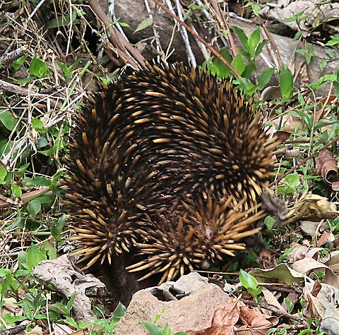 Short-beaked echidna - Tachyglossus aculeatus Curling up when disturbed. Australia,Eamw echidnas,Geotagged,Short-beaked echidna,Tachyglossus aculeatus