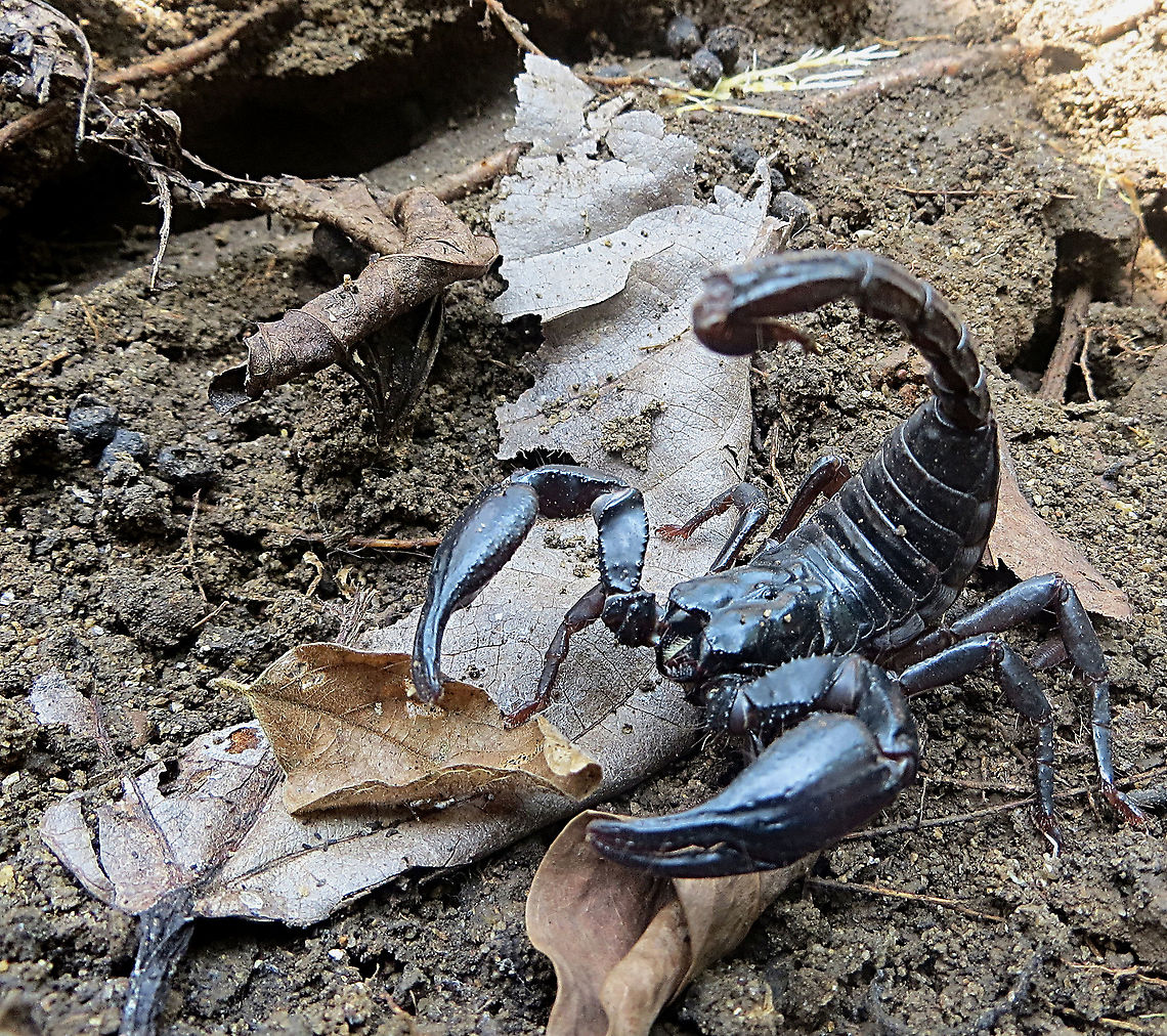 Asian forest scorpion - Heterometrus spinifer Almost 11 Cm long. It was hiding under a large rock . Eamw scorpions,Geotagged,Heterometrus spinifer,Vietnam
