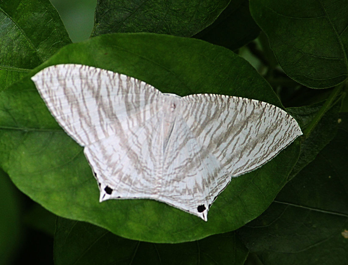 Acropteris ciniferaria  Acropteris,Acropteris ciniferaria,Eamw moth,Geotagged,Vietnam