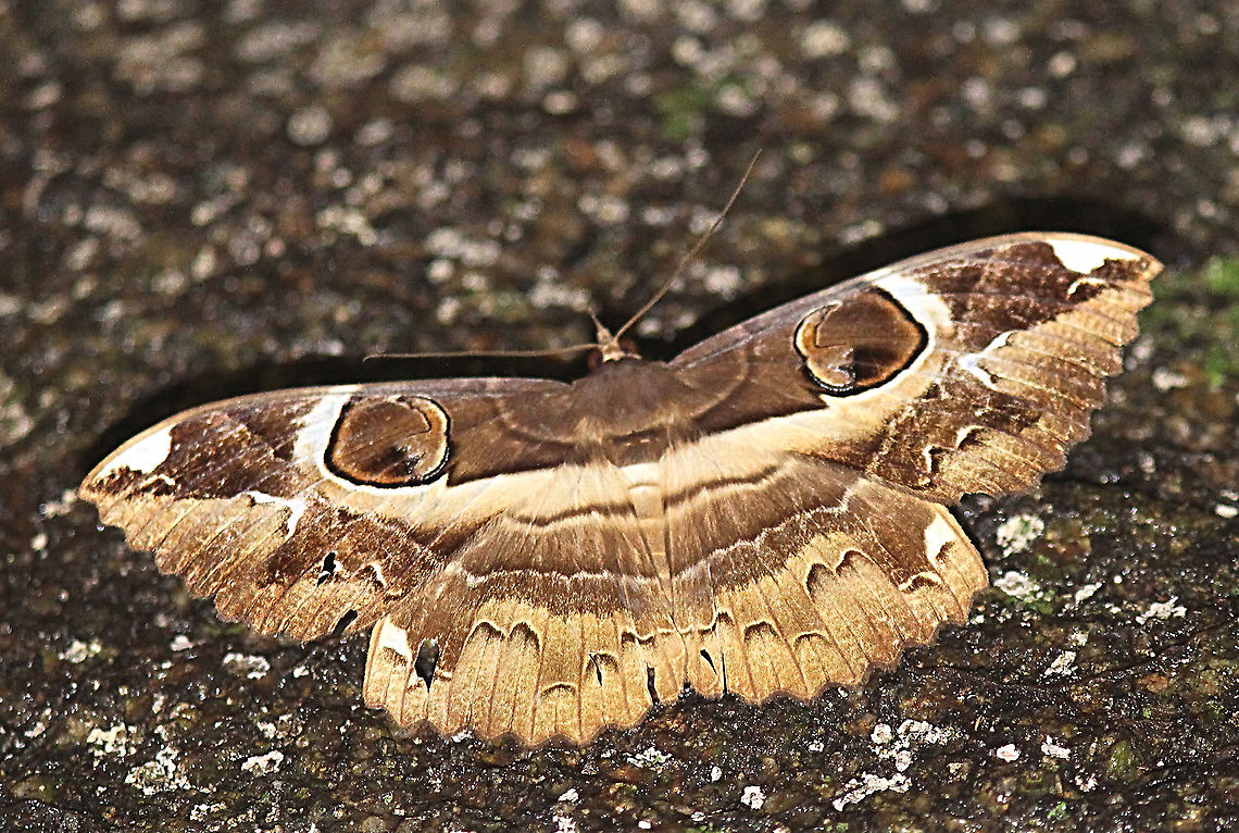 Erebus ephesperis  Eamw moth,Erebus ephesperis,Erebus ew,Geotagged,Vietnam