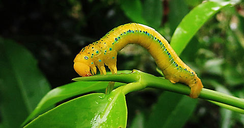 Yellow tiger moth caterpillar - Dysphania Sagan’s Dysphania,Dysphania sagana,Eamw caterpillars,Eamw moth,Geotagged,Vietnam,Yellow moth