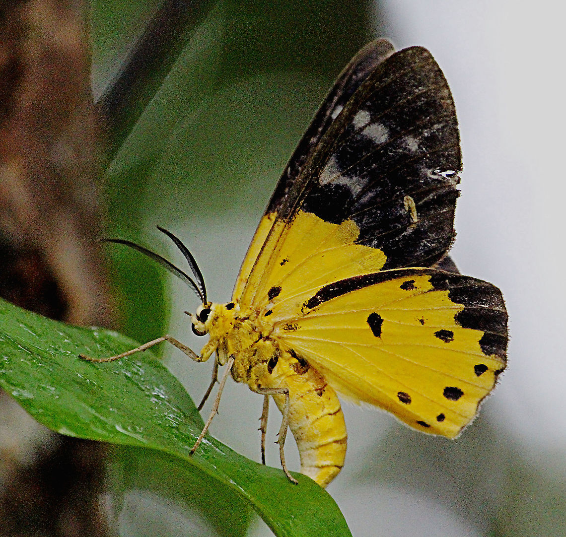 Yellow tiger moth - Dysphania sagana A diurnal species. Dysphania ew,Dysphania sagana,Eamw moth,Geotagged,Vietnam,Yellow moth
