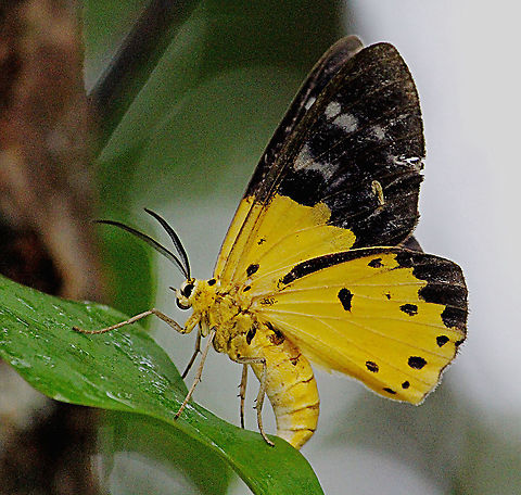 Yellow tiger moth - Dysphania sagana A diurnal species. Dysphania ew,Dysphania sagana,Eamw moth,Geotagged,Vietnam,Yellow moth