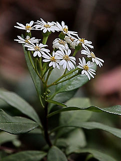 Dusty daisy bush - Olearia phlogopappa Australia,Eamw,Geotagged,Olearia phlogopappa