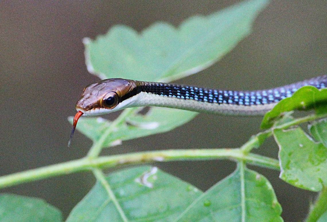 Nganson bronze-back tree snake  Dendrelaphis ngansonensis,Eamw snakes,Geotagged,Nganson bronzeback,Vietnam