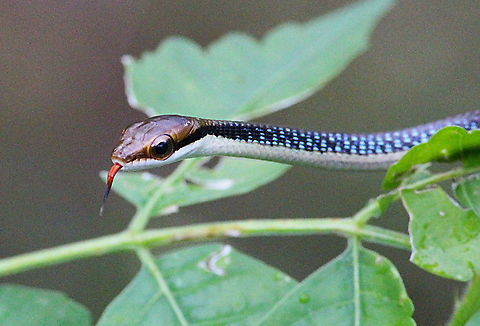 Nganson bronze-back tree snake Dendrelaphis ngansonensis,Eamw snakes,Geotagged,Nganson bronzeback,Vietnam