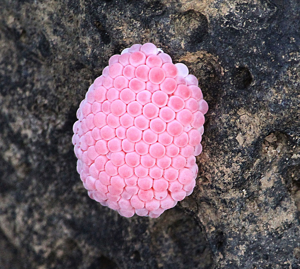 Eggs of Channeled apple snail - Pomacea canaliculata.  Channeled applesnail,Eamw snails,Geotagged,Pomacea canaliculata,Vietnam