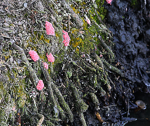 Channeled apple snail - Pomacea canaliculata Several clutches of eggs laid on a dam wall. Channeled applesnail,Eamw snails,Geotagged,Pomacea canaliculata,Vietnam