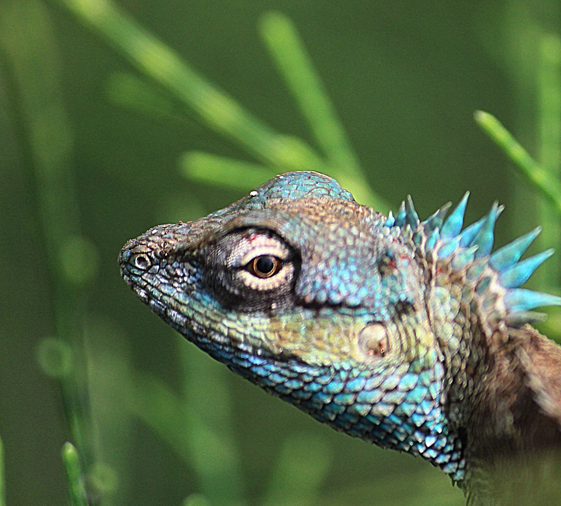 Fence lizard - Calotes bachae A male in breeding colour. Calotes bachae,Eamw dragon lizards,Geotagged,Vietnam