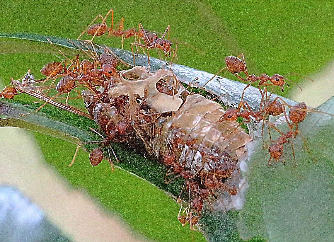 Weaver ants  - genus Oecophylea Feeding on a dead cicada. Geotagged,Vietnam,eamw ants