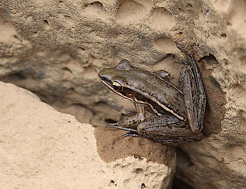 Common green frog - Hylarana erythraea  Common green frog,Eamw frogs,Geotagged,Hylarana erythraea,Vietnam