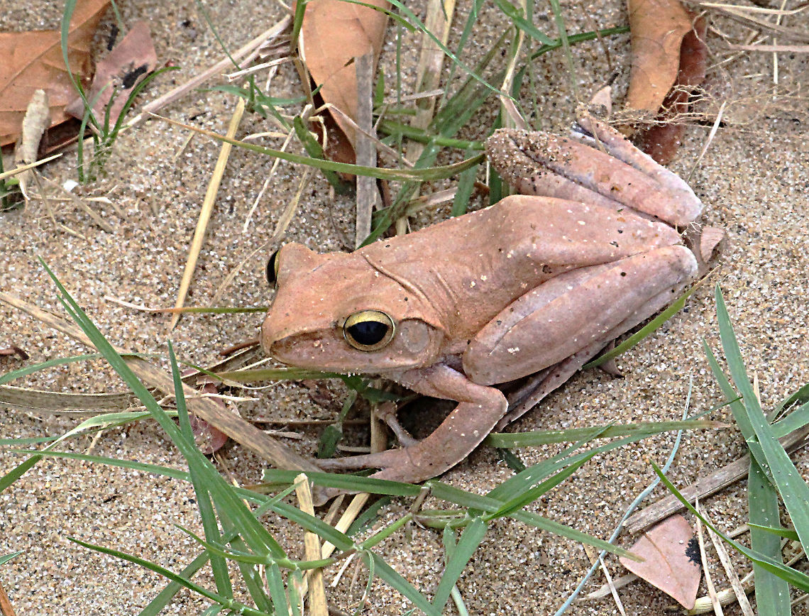 Odorrana indeprensa  Eamw frogs,Geotagged,Odorrana indeprensa,Rhacophorus robertingeri,Vietnam