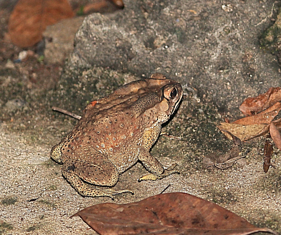 Southeast Asian Toad - Duttaphrnus melanostictus  Duttaphrnus melanostictus,Duttaphrynus melanostictus,Eamw frogs,Geotagged,Vietnam