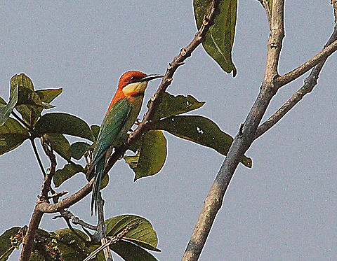 Cheastnut-headed bee-eater - Merops leschenaulti  Chestnut-headed bee-eater,Eamw,Geotagged,Merops leschenaulti,Vietnam