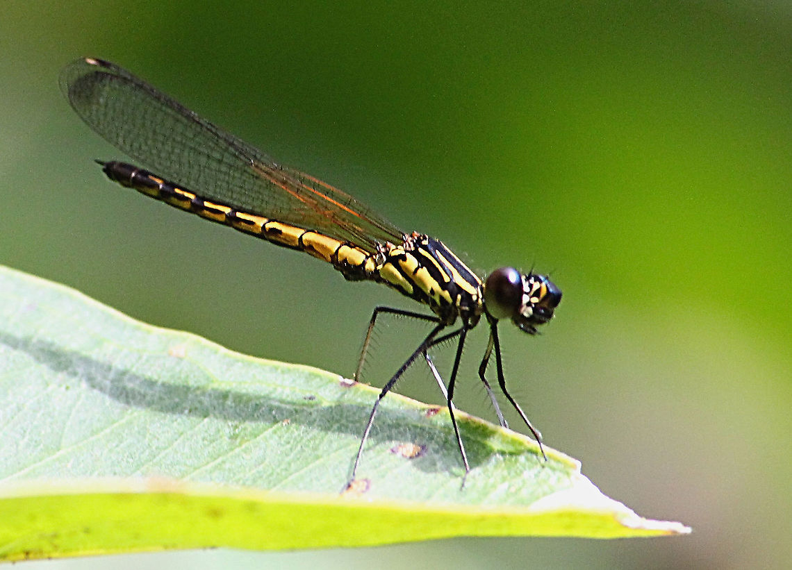 River heliodor - Libellago linearis  Eamw dragonflies,Geotagged,Libellago lineata,River heliodor,Vietnam