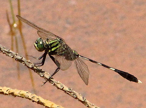 Slender skimmer - Orthetrum sabina (Male) Eamw dragonflies,Geotagged,Orthetrum sabina,Slender skimmer,Vietnam